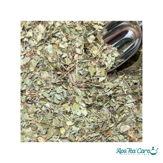 Myrtille Bio Feuille Coupée - Glycémie & Circulation Naturelle