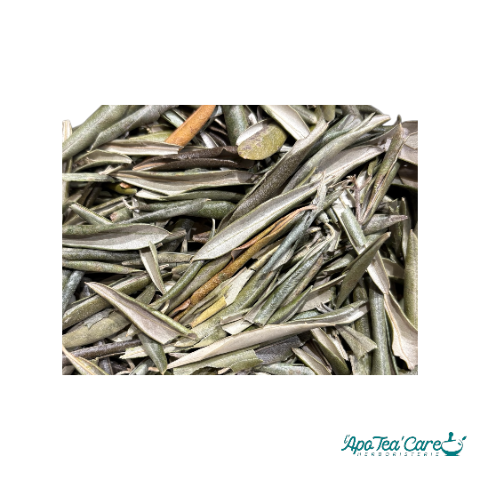 Olivier Feuille Coupée QUALITE PREMIUM BIO