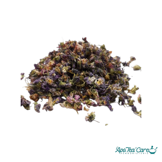 Pensée Sauvage Fleur