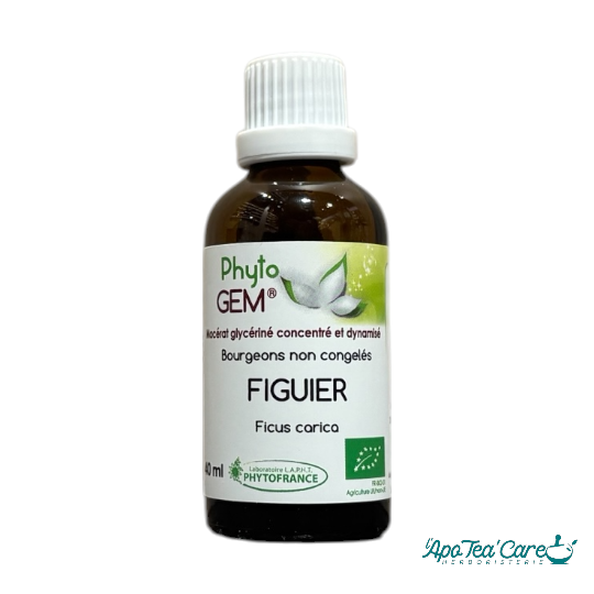 Macérat Phyto’gem Concentré de Bourgeons Figuier Bio 40ml PhytoFrance