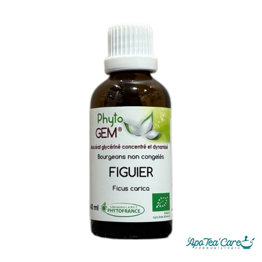 Macérat Phyto’gem Concentré de Bourgeons Figuier Bio 40ml PhytoFrance