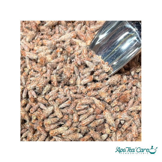 Pin Sylvestre Bourgeon - L'ApoTea'Care