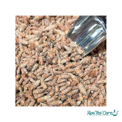 Pin Sylvestre Bourgeon - L'ApoTea'Care