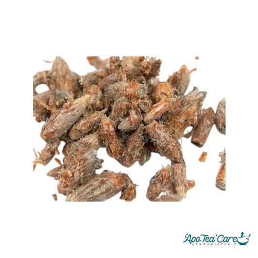 Pin Sylvestre Bourgeon