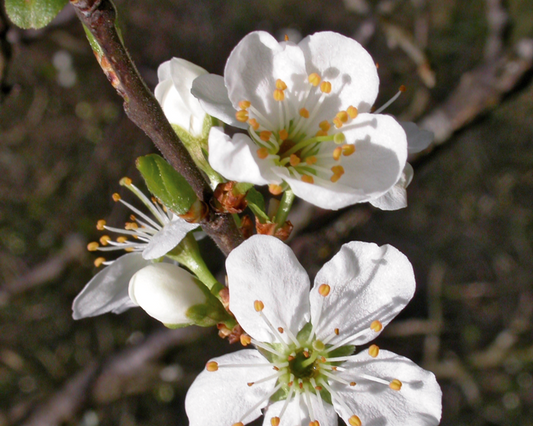 Fleurs de Bach Prunus 15 ml