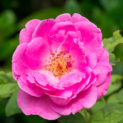 Hydrolat de Rose de Damas Maroc Floraluna