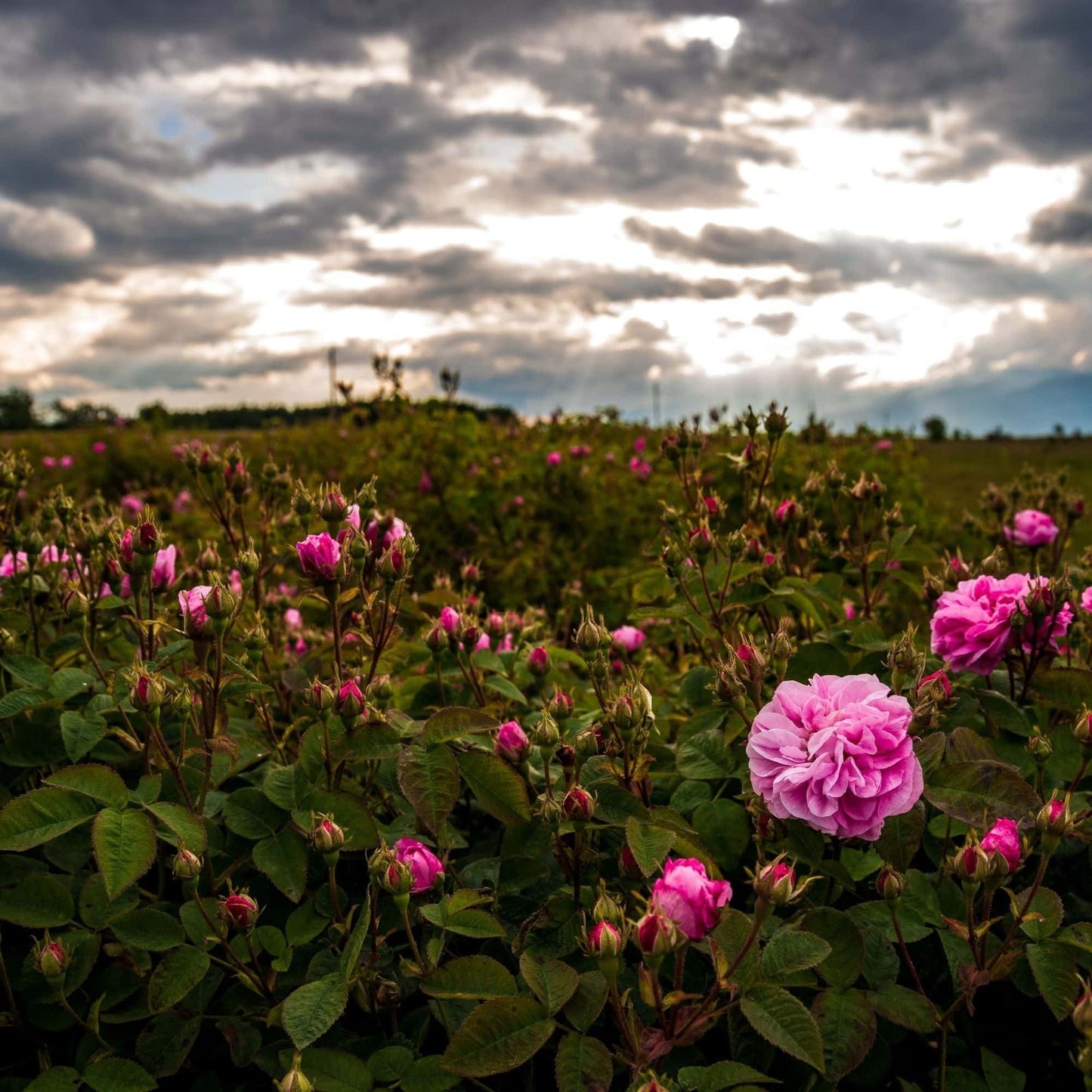 Hydrolat de Rose de Damas Maroc Floraluna