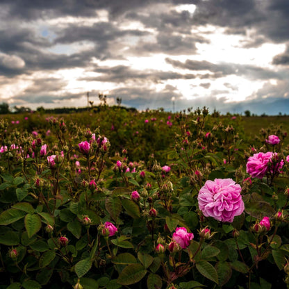 Hydrolat de Rose de Damas Maroc Floraluna