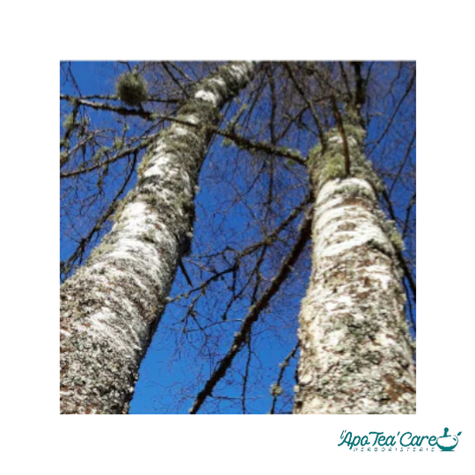 Sève de Bouleau Fraîche Bio 3L - Cure Détox Printemps | SICARAPPAM en précommande