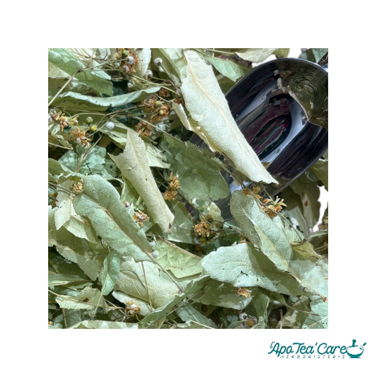 Tilleul Bio Petites Feuilles (Tilia Cordata) - Infusion Apaisante Premium SICA