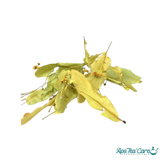 Tilleul Officinal Bio (Carpentras Bractée)